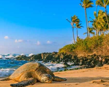 State Farm Cuts Auto Insurance Rates in Hawaii