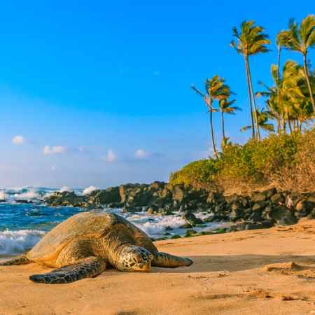 State Farm Cuts Auto Insurance Rates in Hawaii